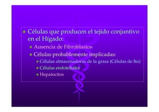 Células que producen el tejido conjuntivo
en el Hígado:
  Ausencia de Fibroblastos
  Células probablemente implicadas:
    Células almacenadoras de la grasa (Células de Ito)
    Células endoteliales
    Hepatocitos
 