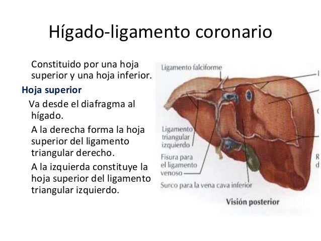 Hígado