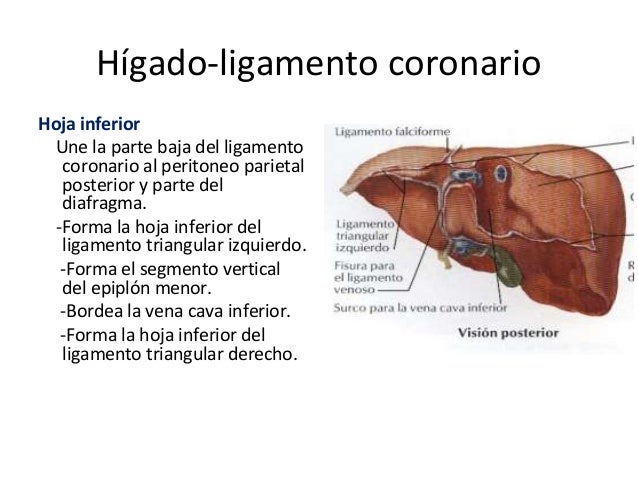 Hígado