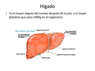 Hígado
• Es el mayor órgano del cuerpo después de la piel, y la mayor
glándula que pesa 1500g en el organismo.
 