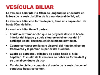 VESÍCULA BILIAR 
La vesícula biliar (de 7 a 10cm de longitud) se encuentra en 
la fosa de la vesícula biliar de la cara visceral del hígado. 
La vesícula biliar con forma de pera, tiene una capacidad de 
hasta 50ml de bilis. 
La vesícula biliar tiene 3 partes: 
• Fondo o extremo ancho que se proyecta desde el borde 
inferior del hígado y suele situarse en el vértice del 9° 
cartílago costal derecho, en línea medio clavicular. 
• Cuerpo contacta con la cara visceral del hígado, el colon 
transverso y la porción superior del duodeno. 
• Cuello es estrecho , afilado y se dirige hacia el hilio 
hepático. El cuello de la vesícula se dobla en forma de S y 
se une al conducto cístico. 
• Conducto cistico: comunica el cuello de la vesícula con el 
conducto hepático común. 
 