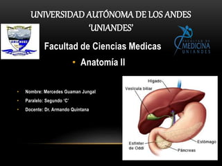• Facultad de Ciencias Medicas
• Anatomía II
• Nombre: Mercedes Guaman Jungal
• Paralelo: Segundo ‘C’
• Docente: Dr. Armando Quintana
UNIVERSIDAD AUTÓNOMA DE LOS ANDES
‘UNIANDES’
 