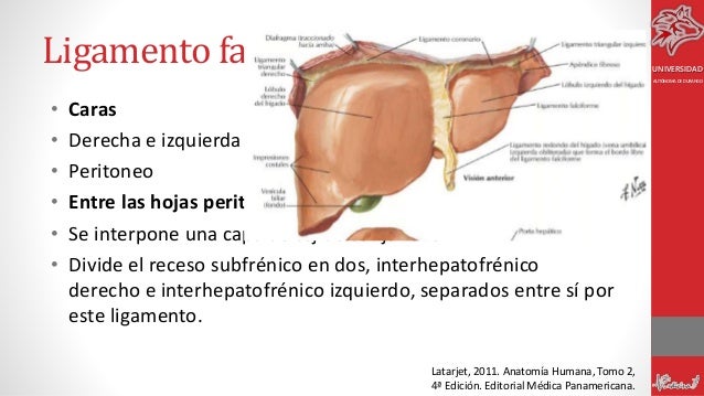 Hígado