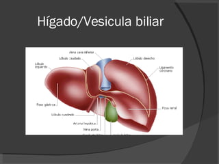 Hígado/Vesicula biliar 
