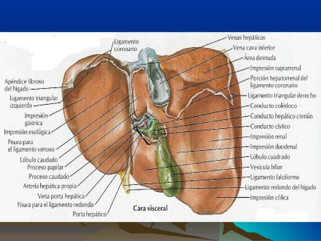 Hígado anatomia