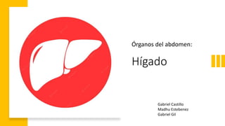 Hígado
Órganos del abdomen:
Gabriel Castillo
Madhu Estebenez
Gabriel Gil
 