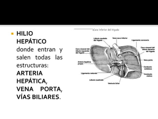  HILIO
HEPÁTICO
donde entran y
salen todas las
estructuras:
ARTERIA
HEPÁTICA,
VENA PORTA,
VÍAS BILIARES.
 