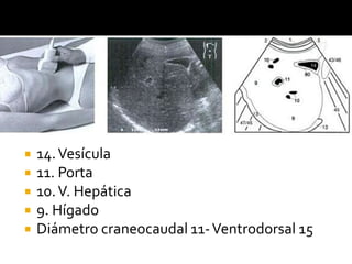  14.Vesícula
 11. Porta
 10.V. Hepática
 9. Hígado
 Diámetro craneocaudal 11-Ventrodorsal 15
 