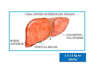 1.5 a 2 kg en
adulto
 