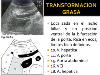  Localizada en el lecho
biliar y en posición
ventral de la bifurcación
de la porta. Rica en ecos,
limites bien definidos.
 10.V. hepatica
 11.V. porta
 15. Aorta abdominal
 16.VCI
 18. A. hepatica
 