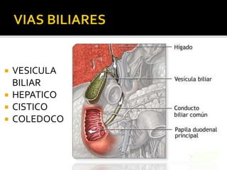 VESICULA
BILIAR
 HEPATICO
 CISTICO
 COLEDOCO
 