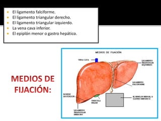  El ligamento falciforme.
 El ligamento triangular derecho.
 El ligamento triangular izquierdo.
 La vena cava inferior.
 El epiplón menor o gastro hepático.
 