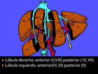  Lóbulo derecho: anterior (V,VIII) posterior (VI,VII)
 Lóbulo izquierdo: anterior(IV, III) posterior (II)
 