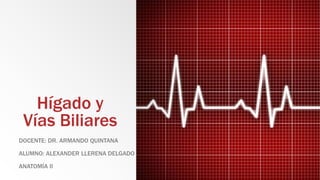 Hígado y
Vías Biliares
DOCENTE: DR. ARMANDO QUINTANA
ALUMNO: ALEXANDER LLERENA DELGADO
ANATOMÍA II
 