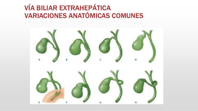 Hígado y Vías Biliares