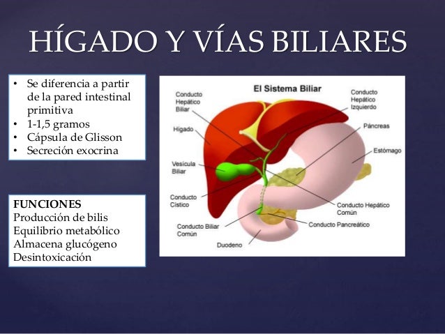 Fisiologia Del Higado Y Vias Biliares es.slideshare.net