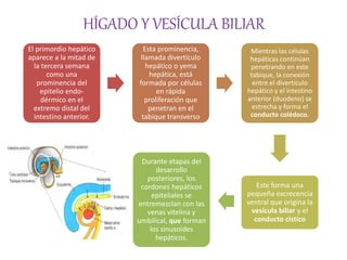 Introducción Al Hígado Y La Vesícula Biliar – CJUEI