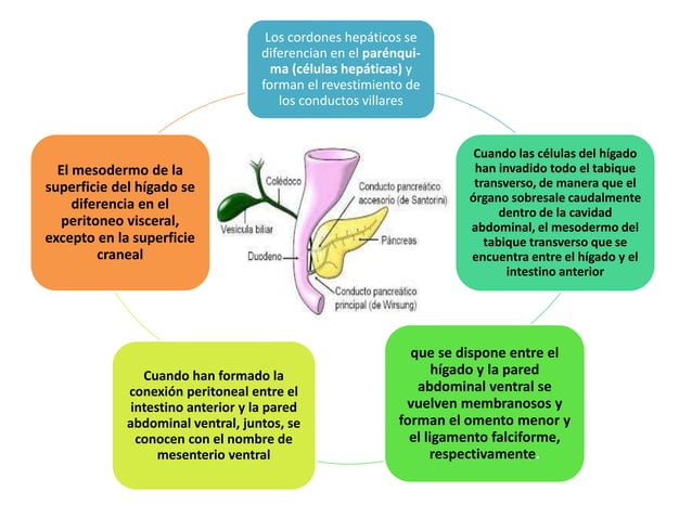 Introducción Al Hígado Y La Vesícula Biliar – CJUEI