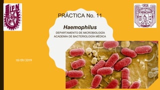 PRÁCTICA No. 11
Haemophilus
DEPARTAMENTO DE MICROBIOLOGÍA
ACADEMIA DE BACTERIOLOGÍA MÉDICA
18/09/2019
 