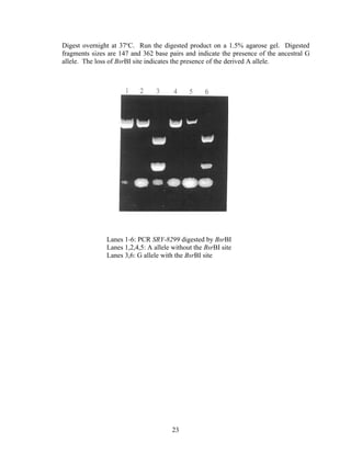 Digest overnight at 37oC. Run the digested product on a 1.5% agarose gel. Digested
fragments sizes are 147 and 362 base pairs and indicate the presence of the ancestral G
allele. The loss of BsrBI site indicates the presence of the derived A allele.




               Lanes 1-6: PCR SRY-8299 digested by BsrBI
               Lanes 1,2,4,5: A allele without the BsrBI site
               Lanes 3,6: G allele with the BsrBI site




                                       23
 