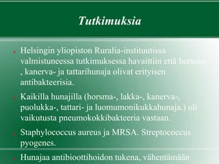 Tutkimuksia
● Helsingin yliopiston Ruralia-instituutissa
valmistuneessa tutkimuksessa havaittiin että horsma-
, kanerva- ja tattarihunaja olivat erityisen
antibakteerisia.
● Kaikilla hunajilla (horsma-, lakka-, kanerva-,
puolukka-, tattari- ja luomumonikukkahunaja.) oli
vaikutusta pneumokokkibakteeria vastaan.
● Staphylococcus aureus ja MRSA. Streptococcus
pyogenes.
● Hunajaa antibioottihoidon tukena, vähentämään
 