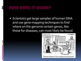 How does it work?

 Scientists get large samples of human DNA
  and use gene mapping techniques to find
  where on the genome certain genes, like
  those for diseases, can most likely be found.
 