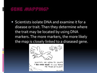 Gene Mapping?

 Scientists isolate DNA and examine it for a
  disease or trait. Then they determine where
  the trait may be located by using DNA
  markers. The more markers, the more likely
  the map is closely linked to a diseased gene.
 