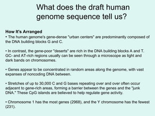What does the draft human
genome sequence tell us?
How It's Arranged
• The human genome's gene-dense "urban centers" are predominantly composed of
the DNA building blocks G and C.
• In contrast, the gene-poor "deserts" are rich in the DNA building blocks A and T.
GC- and AT-rich regions usually can be seen through a microscope as light and
dark bands on chromosomes.
• Genes appear to be concentrated in random areas along the genome, with vast
expanses of noncoding DNA between.
• Stretches of up to 30,000 C and G bases repeating over and over often occur
adjacent to gene-rich areas, forming a barrier between the genes and the "junk
DNA." These CpG islands are believed to help regulate gene activity.
• Chromosome 1 has the most genes (2968), and the Y chromosome has the fewest
(231).
 