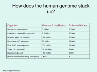 How does the human genome stack
up?
Organism Genome Size (Bases) Estimated Genes
Human (Homo sapiens) 3 billion 30,000
Laboratory mouse (M. musculus) 2.6 billion 30,000
Mustard weed (A. thaliana) 100 million 25,000
Roundworm (C. elegans) 97 million 19,000
Fruit fly (D. melanogaster) 137 million 13,000
Yeast (S. cerevisiae) 12.1 million 6,000
Bacterium (E. coli) 4.6 million 3,200
Human immunodeficiency virus (HIV) 9700 9
http://doegenomes.org
 
