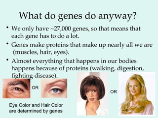 What do genes do anyway?
• We only have ~27,000 genes, so that means that
each gene has to do a lot.
• Genes make proteins that make up nearly all we are
(muscles, hair, eyes).
• Almost everything that happens in our bodies
happens because of proteins (walking, digestion,
fighting disease).
Eye Color and Hair Color
are determined by genes
OR
OR
 