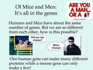 Of Mice and Men:
It’s all in the genes
Humans and Mice have about the same
number of genes. But we are so different
from each other, how is this possible?
One human gene can make many different
proteins while a mouse gene can only
make a few!
Did you say
cheese?
Mmm,
Cheese!
 