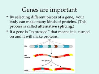 Genes are important
• By selecting different pieces of a gene, your
body can make many kinds of proteins. (This
process is called alternative splicing.)
• If a gene is “expressed” that means it is turned
on and it will make proteins.
 