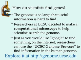 How do scientists find genes?
• The genome is so large that useful
information is hard to find.
• Researchers at UCSC decided to make a
computational microscope to help
scientists search the genome.
• Just as you would use “google” to find
something on the internet, researchers
can use the “UCSC Genome Browser” to
find information in the human genome.
Explore it at http://genome.ucsc.edu
 
