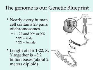 The genome is our Genetic Blueprint
• Nearly every human
cell contains 23 pairs
of chromosomes
– 1 - 22 and XY or XX
•XY = Male
•XX = Female
• Length of chr 1-22, X,
Y together is ~3.2
billion bases (about 2
meters diploid)
 