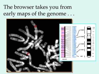 The browser takes you from
early maps of the genome . . .
 