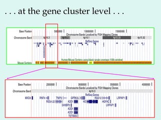 . . . at the gene cluster level . . .
 