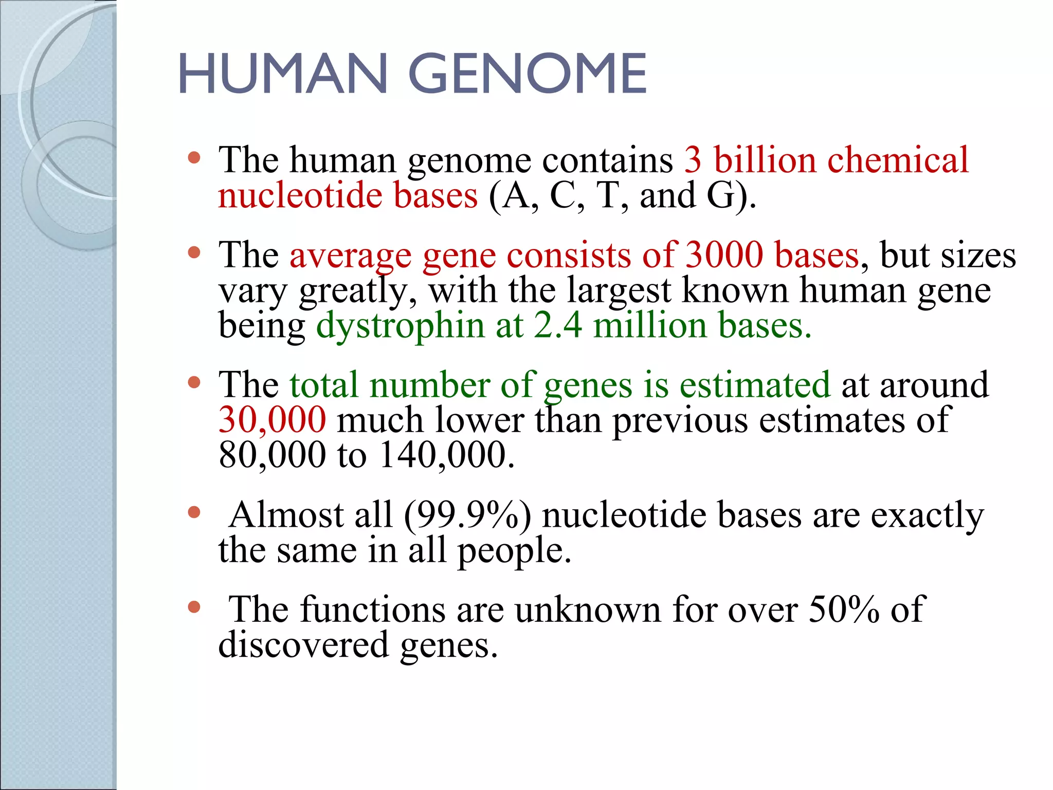HUMAN GENOME The human genome contains  3 billion chemical nucleotide bases  (A, C, T, and G).  The  average gene consists of 3000 bases , but sizes vary greatly, with the largest known human gene being  dystrophin at 2.4 million bases. The  total number of genes is estimated  at around  30,000  much lower than previous estimates of 80,000 to 140,000.   Almost all (99.9%) nucleotide bases are exactly the same in all people.   The functions are unknown for over 50% of discovered genes. 