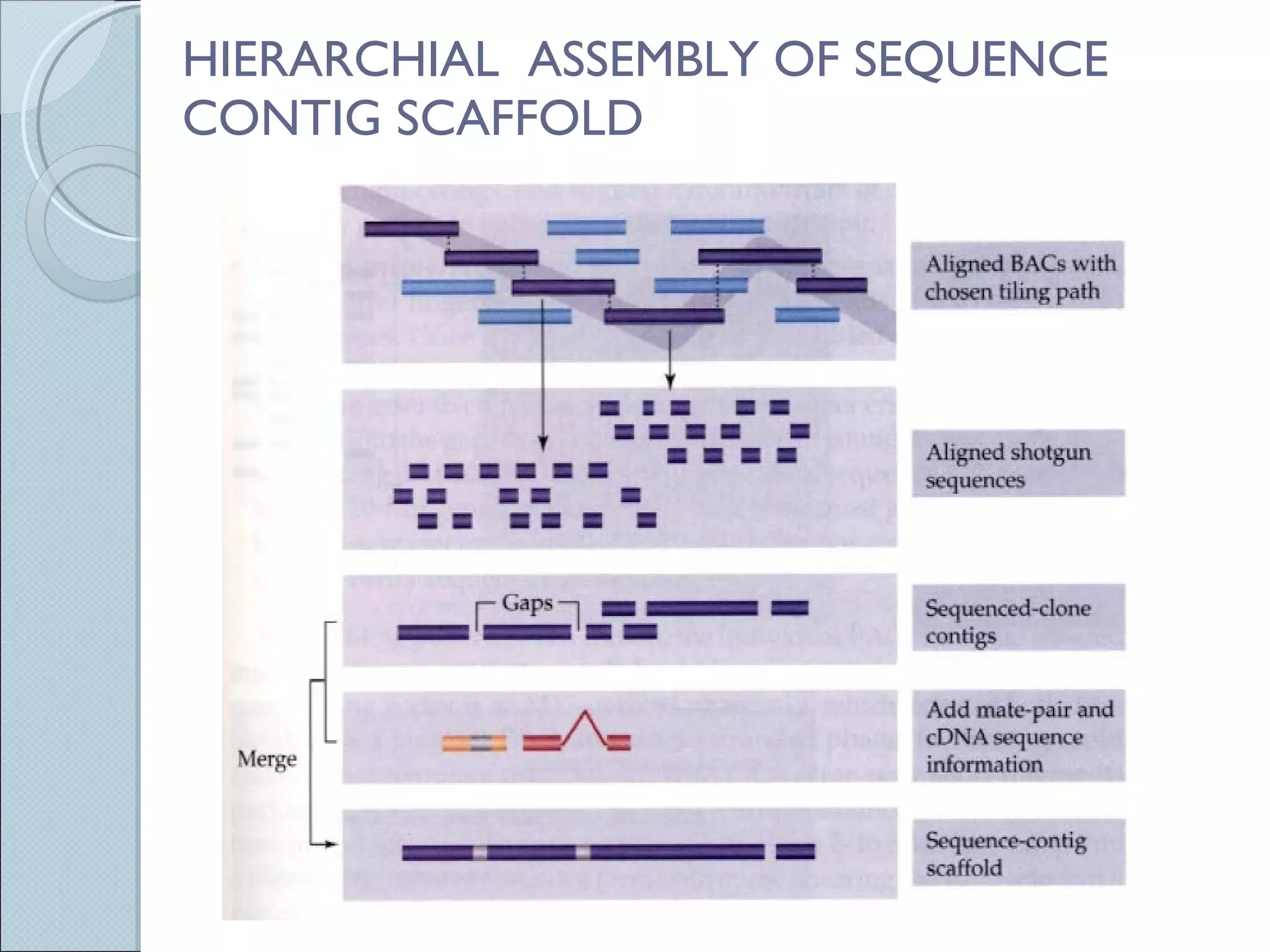 HIERARCHIAL  ASSEMBLY OF SEQUENCE CONTIG SCAFFOLD 