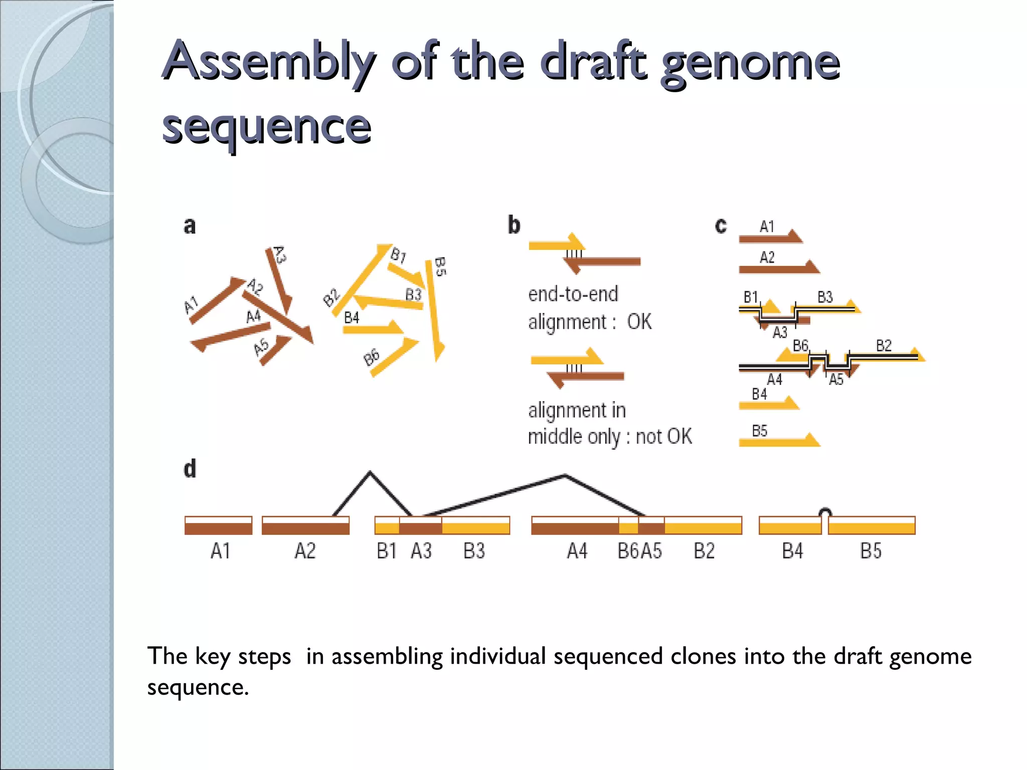 Assembly of the draft genome sequence The key steps  in assembling individual sequenced clones into the draft genome sequence. 