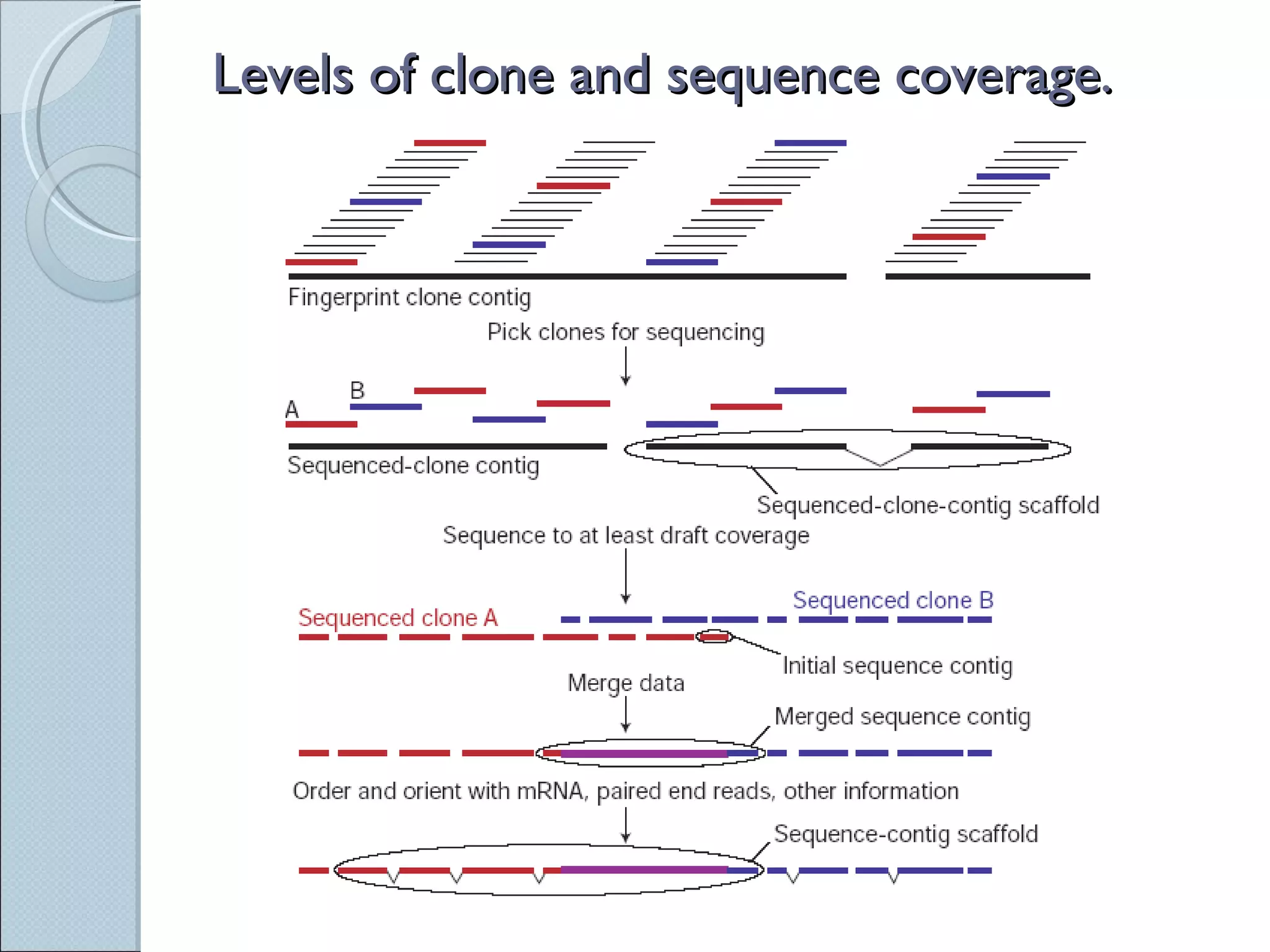 Levels of clone and sequence coverage. 