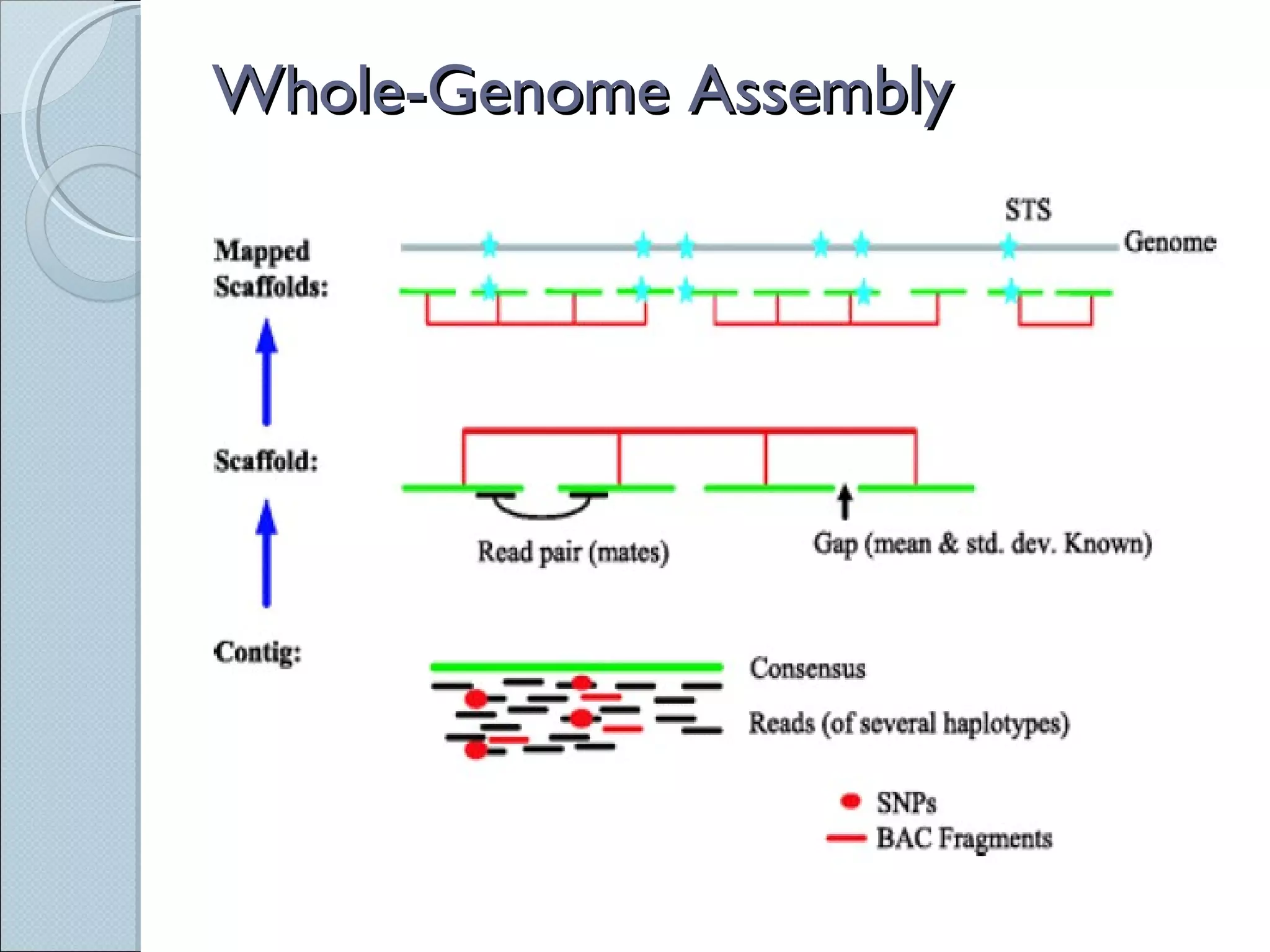 Whole-Genome Assembly 