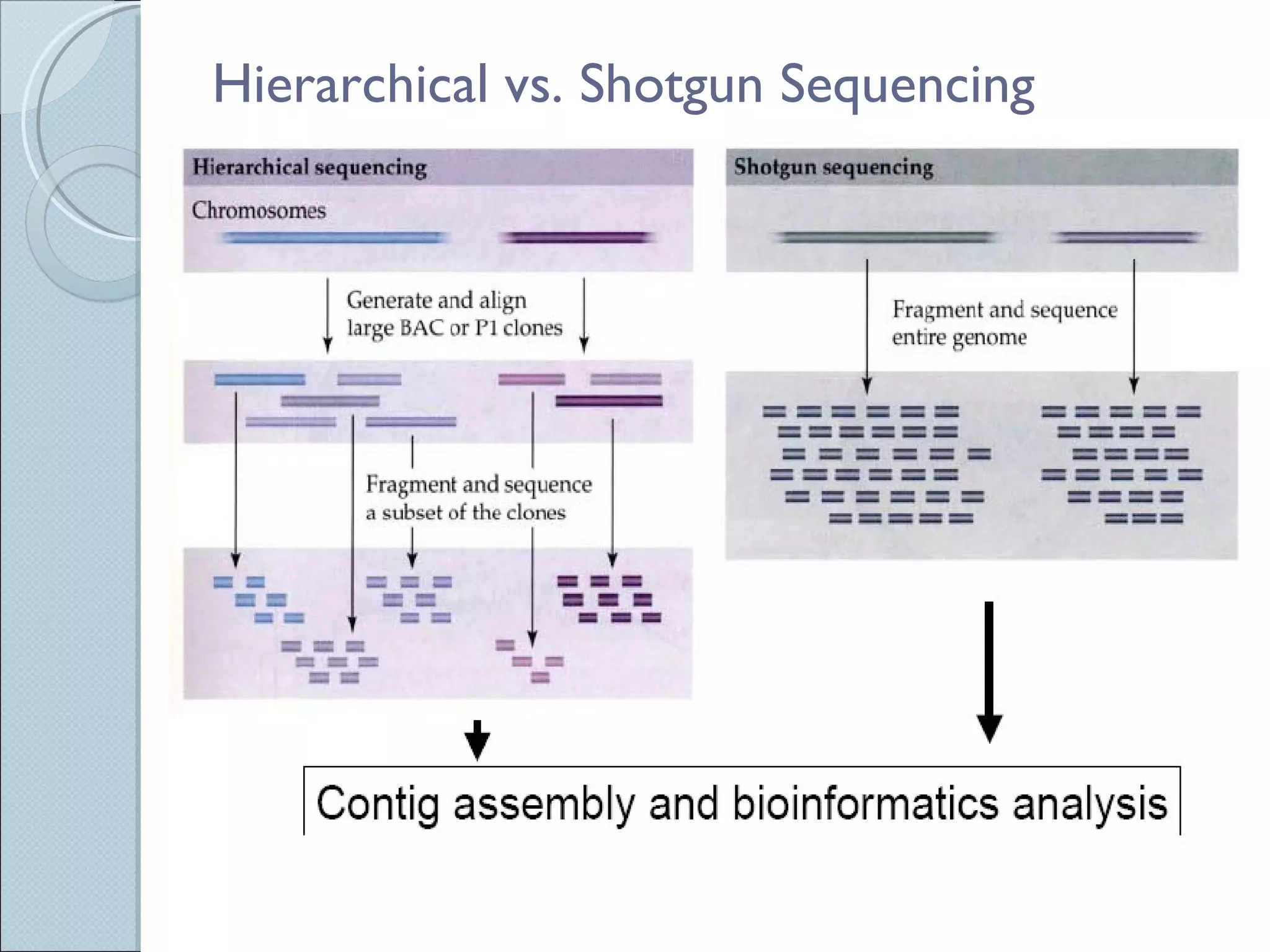 Hierarchical vs. Shotgun Sequencing 