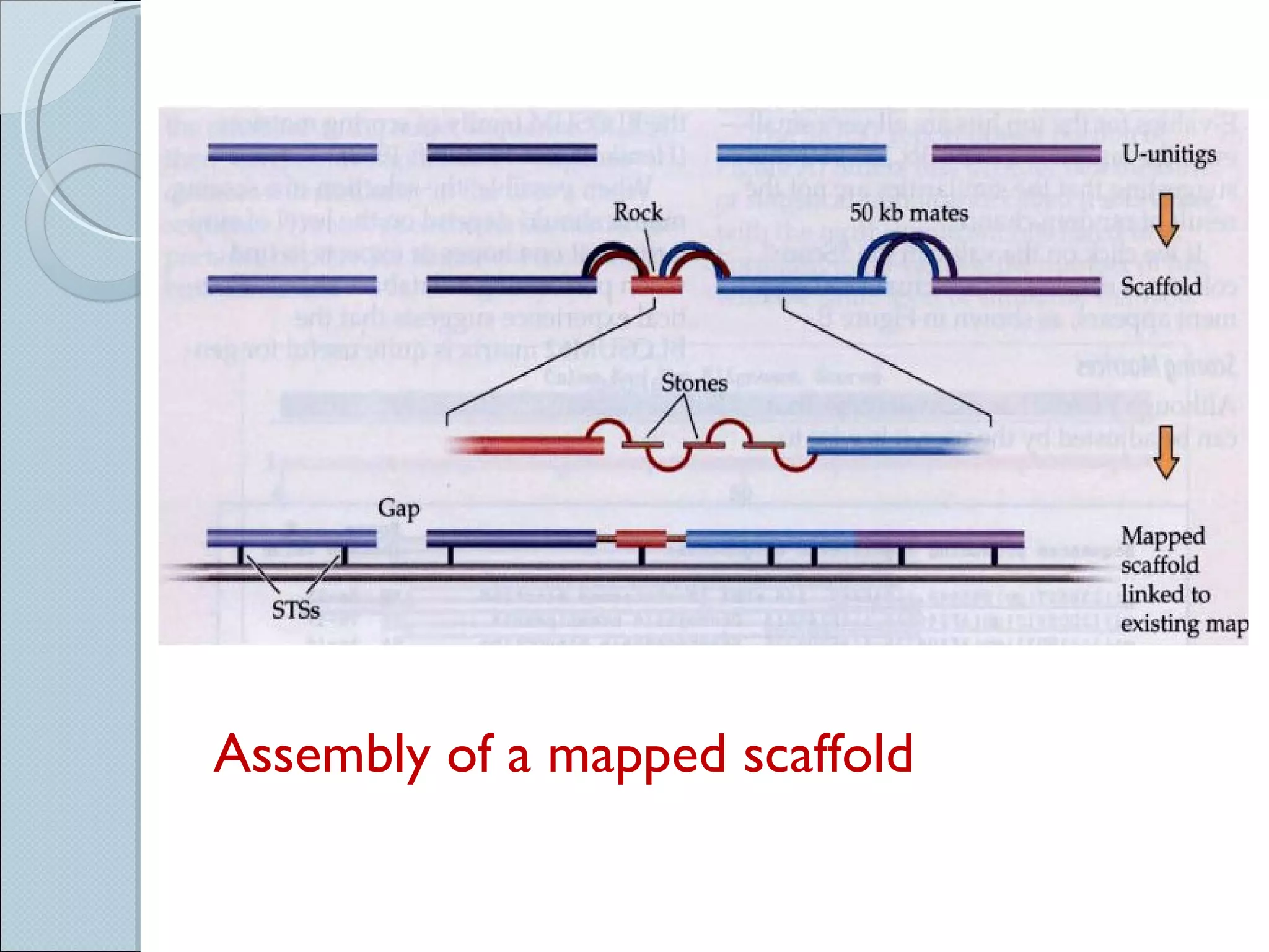 Assembly of a mapped scaffold 