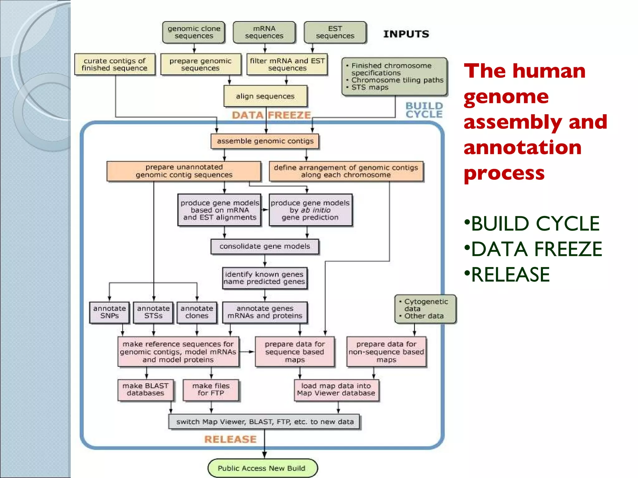 The human genome assembly and annotation process BUILD CYCLE DATA FREEZE RELEASE 