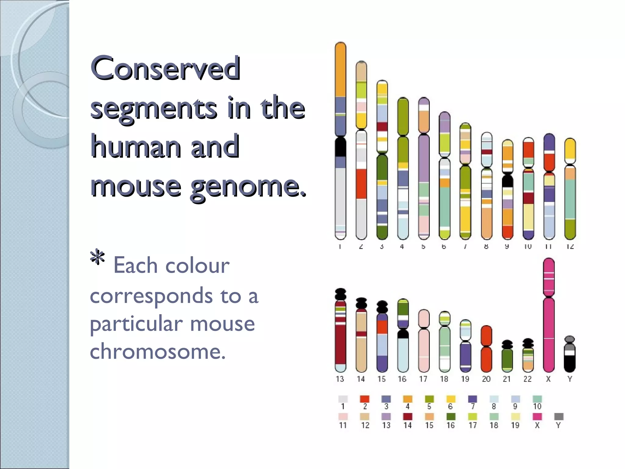 Conserved segments in the human and mouse genome.   *  Each colour corresponds to a particular mouse chromosome. 