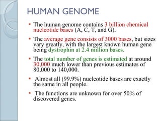 HUMAN GENOME The human genome contains  3 billion chemical nucleotide bases  (A, C, T, and G).  The  average gene consists of 3000 bases , but sizes vary greatly, with the largest known human gene being  dystrophin at 2.4 million bases. The  total number of genes is estimated  at around  30,000  much lower than previous estimates of 80,000 to 140,000.   Almost all (99.9%) nucleotide bases are exactly the same in all people.   The functions are unknown for over 50% of discovered genes. 