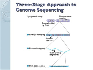 Three-Stage Approach to Genome Sequencing 