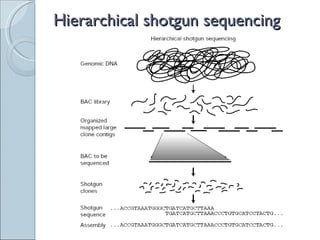 Hierarchical shotgun sequencing 