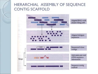 HIERARCHIAL  ASSEMBLY OF SEQUENCE CONTIG SCAFFOLD 
