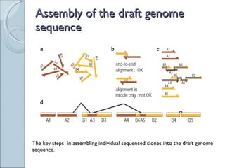 Assembly of the draft genome sequence The key steps  in assembling individual sequenced clones into the draft genome sequence. 
